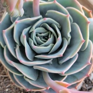 Meet your Posher, Ruthie